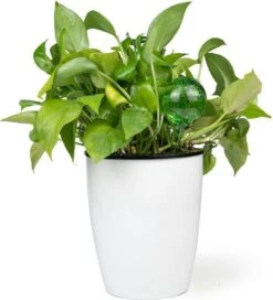 Merkloos Decopatent® 4 Stuks - Waterdruppelaar Voor Planten - Watergever - Glas - Waterbollen - Watergeefsysteem - Plantenbollen - Groen 15 Merkloos Decopatent® 4 Stuks - Waterdruppelaar Voor Planten - Watergever - Glas - Waterbollen - Watergeefsysteem - Plantenbollen - Groen -Tuin- En Buitenwinkels 1091x1200 5