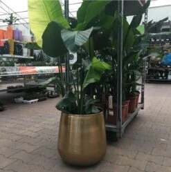 Gina Da Bloempot Karakter Goud - XL 7 Gina Da Bloempot Karakter Goud - XL -Tuin- En Buitenwinkels 1191x1200 8