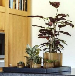 Capi Europe - Bloempot Bol Groove - 23x21 - Goud - Bloempot Voor Binnen - BGVGB134 -Tuin- En Buitenwinkels 1195x1200 9