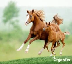 Kalk Korrel Meststof Verrijkt Met Magnesium (5Kg - Voor 100m2) Voor Dieper Bladgroen (+PH) Speciaal Voor Gazon, Perken, Moestuin En Openbaar Groen - Organifer -Tuin- En Buitenwinkels 1200x1071 1