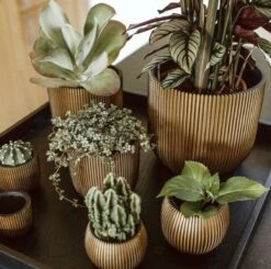 Capi Europe - Bloempot Bol Groove - 23x21 - Goud - Bloempot Voor Binnen - BGVGB134 -Tuin- En Buitenwinkels 1200x1191 10