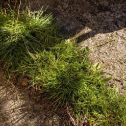 Kantensnijder -Tuin- En Buitenwinkels 1200x1200 1110