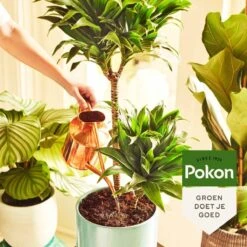 Pokon Kamerplanten Voeding - 1l - Plantenvoeding - 20ml Per 1L Water -Tuin- En Buitenwinkels 1200x1200 1886