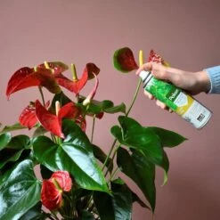 Pokon Bladglans 600ml -Tuin- En Buitenwinkels 1200x1200 1887