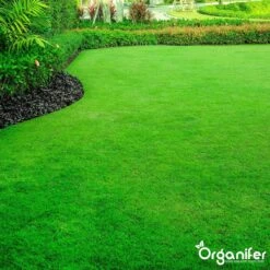 Gazonmest All-In-One (5Kg - Voor 100m2) Voor Een Diepgroen Sterk Gazon Zonder Mos En Onkruid - Complete Meststof Met Kalk En Grasversterker - Organifer -Tuin- En Buitenwinkels 1200x1200 1899