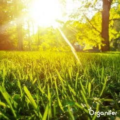 Gazonmest All-In-One (5Kg - Voor 100m2) Voor Een Diepgroen Sterk Gazon Zonder Mos En Onkruid - Complete Meststof Met Kalk En Grasversterker - Organifer -Tuin- En Buitenwinkels 1200x1200 1909