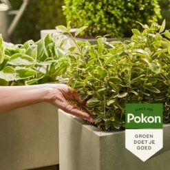 Pokon Voedingskorrels Voor Groene Planten - 800gr - 180 Dagen Voeding - Plantenvoeding 11 Pokon Voedingskorrels Voor Groene Planten - 800gr - 180 Dagen Voeding - Plantenvoeding -Tuin- En Buitenwinkels 1200x1200 1915