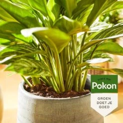 Pokon Groene Planten Voeding - 500ml - Plantenvoeding - 20ml Per 1L Water -Tuin- En Buitenwinkels 1200x1200 1917