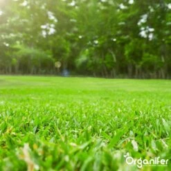 Koemestkorrels 3in1 (20Kg Voor 200m2) Allround Organische Meststof - Direct Opneembare Voeding - Langdurige Werking > 120 Dagen - Geurloos - Verbeterd Bodem - Lavameel Toevoeging - Versterkt Gras En Planten - Organifer -Tuin- En Buitenwinkels 1200x1200 1919