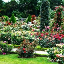 Koemestkorrels 3in1 (20Kg Voor 200m2) Allround Organische Meststof - Direct Opneembare Voeding - Langdurige Werking > 120 Dagen - Geurloos - Verbeterd Bodem - Lavameel Toevoeging - Versterkt Gras En Planten - Organifer -Tuin- En Buitenwinkels 1200x1200 1924