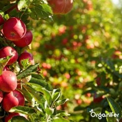 Koemestkorrels 3in1 (20Kg Voor 200m2) Allround Organische Meststof - Direct Opneembare Voeding - Langdurige Werking > 120 Dagen - Geurloos - Verbeterd Bodem - Lavameel Toevoeging - Versterkt Gras En Planten - Organifer -Tuin- En Buitenwinkels 1200x1200 1926