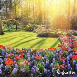 Koemestkorrels 3in1 (20Kg Voor 200m2) Allround Organische Meststof - Direct Opneembare Voeding - Langdurige Werking > 120 Dagen - Geurloos - Verbeterd Bodem - Lavameel Toevoeging - Versterkt Gras En Planten - Organifer -Tuin- En Buitenwinkels 1200x1200 1927