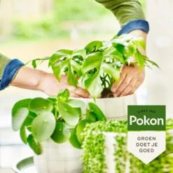 Pokon Bio Groene Planten Voeding - 500ml - Plantenvoeding (bio) - 7ml Per 1L Water -Tuin- En Buitenwinkels 1200x1200 1928