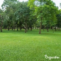 Kalk Korrel Meststof Verrijkt Met Magnesium (5Kg - Voor 100m2) Voor Dieper Bladgroen (+PH) Speciaal Voor Gazon, Perken, Moestuin En Openbaar Groen - Organifer -Tuin- En Buitenwinkels 1200x1200 1941