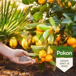 Pokon Mediterrane Planten Mest - 1kg - Meststof - 3-in-1 Werking -Tuin- En Buitenwinkels 1200x1200 1953