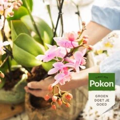 Pokon Orchidee Voeding - 500ml - Plantenvoeding - 10ml Per 1L Water -Tuin- En Buitenwinkels 1200x1200 1954