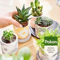 Pokon Bio Cactus & Vetplant Voeding - 250ml - Plantenvoeding (bio) - 7ml Per 1L Water 11 Pokon Bio Cactus & Vetplant Voeding - 250ml - Plantenvoeding (bio) - 7ml Per 1L Water -Tuin- En Buitenwinkels 1200x1200 1955