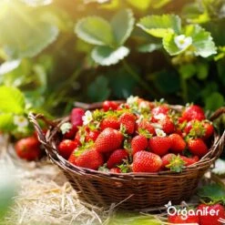 Lavagruis Uit Eifel Oergesteente (20Kg Voor 200m2) Grof Lavameel 0-2mm - Organifer -Tuin- En Buitenwinkels 1200x1200 1971