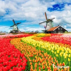 Lavagruis Uit Eifel Oergesteente (20Kg Voor 200m2) Grof Lavameel 0-2mm - Organifer -Tuin- En Buitenwinkels 1200x1200 1972