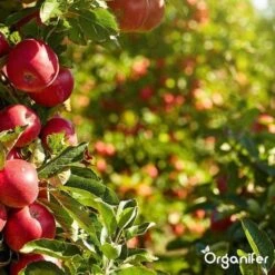Lavagruis Uit Eifel Oergesteente (20Kg Voor 200m2) Grof Lavameel 0-2mm - Organifer -Tuin- En Buitenwinkels 1200x1200 1978