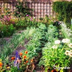 Lavagruis Uit Eifel Oergesteente (20Kg Voor 200m2) Grof Lavameel 0-2mm - Organifer -Tuin- En Buitenwinkels 1200x1200 1982