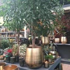 Gina Da Bloempot Karakter Goud - XL 9 Gina Da Bloempot Karakter Goud - XL -Tuin- En Buitenwinkels 1200x1200 2007