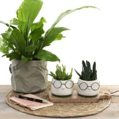 2x Bloempot Met Gezicht - Ø8 X H6,5 Cm - Bloempotten Voor Binnen Met Bril/Face/Hoofd -Tuin- En Buitenwinkels 1200x1200 2016