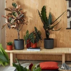 Elho B.for Soft Rond 22 - Bloempot Voor Binnen - Ø 22.3 X H 20.4 Cm - Zwart/Antraciet -Tuin- En Buitenwinkels 1200x1200 2019