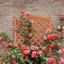 Relaxdays Plantenbak Met Klimrek - Bloembak Trellis - Rankhulp Hout - Voor Klimplanten -Tuin- En Buitenwinkels 1200x1200 2029