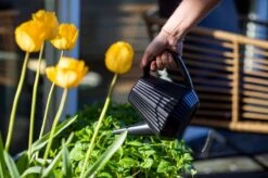 Xala - Gieter Doppio Groove 2L Zwart 5 Xala - Gieter Doppio Groove 2L Zwart -Tuin- En Buitenwinkels 1200x799 171