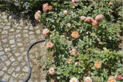 GARDENA Kraanverbindingsstuk Binnenshuis -Tuin- En Buitenwinkels 1200x800 374