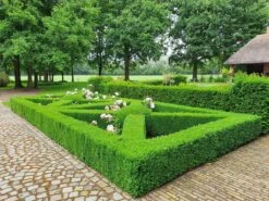 Topbuxus Buxus Health Mix -Tuin- En Buitenwinkels 1200x899 32