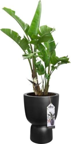 Elho Pure Coupe 35 - Bloempot Voor Binnen & Buiten - Ø 34.9 X H 49.0 Cm - Zwart/Zwart 24 Elho Pure Coupe 35 - Bloempot Voor Binnen & Buiten - Ø 34.9 X H 49.0 Cm - Zwart/Zwart -Tuin- En Buitenwinkels 595x1200 1