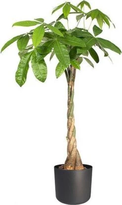 Elho B.for Soft Rond 22 - Bloempot Voor Binnen - Ø 22.3 X H 20.4 Cm - Zwart/Antraciet -Tuin- En Buitenwinkels 714x1200 3