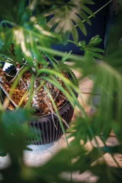 Capi Europe - Bloempot Bol Groove NL - 43x41 - Zwart - Voor Binnen En Buiten - KGVBL933 -Tuin- En Buitenwinkels 799x1200 62