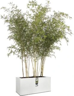 Elho Vivo Structure Finish Lang 90 - Plantenbak Voor Binnen & Buiten - Ø 88 X H 41 - Wit -Tuin- En Buitenwinkels 931x1200 2
