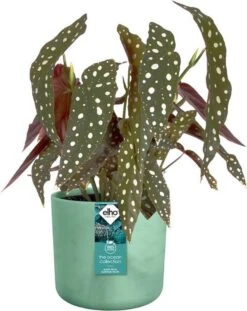 Elho The Ocean Collection Round 22cm - Bloempot Voor Binnen - 100% Gerecycled Materiaal - Gemaakt Met Zeeafval - Ø 22.3 X H 20.4 Cm - Pacifisch Groen -Tuin- En Buitenwinkels 952x1200 1