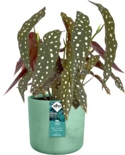 Elho The Ocean Collection Round 22cm - Bloempot Voor Binnen - 100% Gerecycled Materiaal - Gemaakt Met Zeeafval - Ø 22.3 X H 20.4 Cm - Pacifisch Groen -Tuin- En Buitenwinkels 969x1200 6